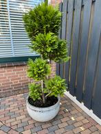 Plantenbakken, Herfst, Overige soorten, 100 tot 250 cm, Ophalen