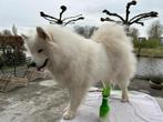 1-€12,99 2-€20,00 antiklitspray hond/kat Ontwarren &  fris, Ophalen of Verzenden, Nieuw