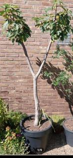 Groot vijgenboom, Tuin en Terras, Ophalen, In pot, Volle zon, Overige soorten