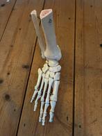 Anatomie voet model, Ophalen of Verzenden, Zo goed als nieuw