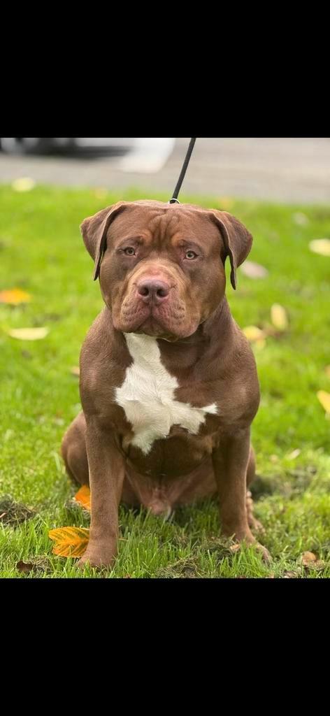 American bully xl dekreu, Dieren en Toebehoren, Honden | Dekreuen, Reu, Particulier, Eén hond, Nederland, 1 tot 2 jaar, CDV (hondenziekte)