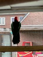 Tekoop koppel Koningsparkieten, Meerdere dieren, Parkiet