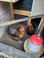2 mooie legkippen van bijna 1 jaar oud., Dieren en Toebehoren, Pluimvee | Toebehoren, Ophalen, Zo goed als nieuw, Kippenhok of Kippenren