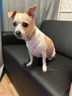 Chihuahua teefje 5 jaar Gratis!, Dieren en Toebehoren, Rabiës (hondsdolheid), Teef, Eén hond, 3 tot 5 jaar