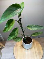 Epipremnum Pinnatum Mint - Zeldzame Kamerplant, Overige soorten, In pot, Minder dan 100 cm, Groene kamerplant