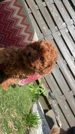 Mini toy poedel, Dieren en Toebehoren, Poedel, Particulier, Reu, 8 tot 15 weken