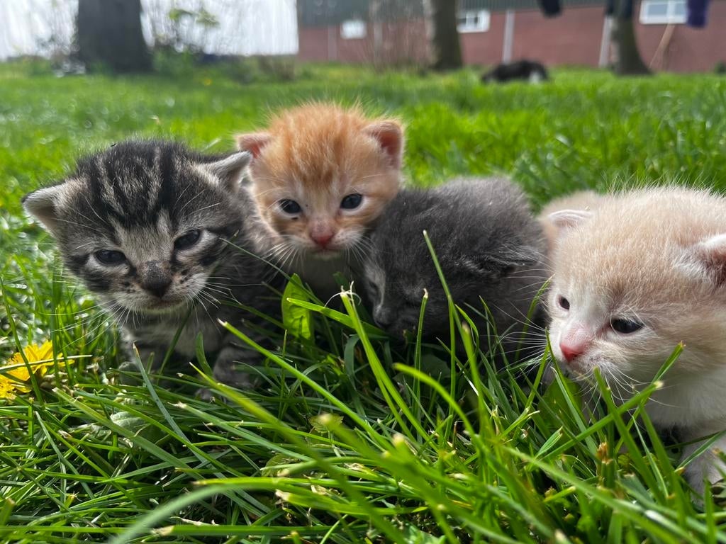 Boerderij kittens ‍, Dieren en Toebehoren, Katten en Kittens | Overige Katten, Meerdere dieren, Kortharig, 0 tot 2 jaar