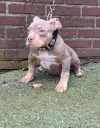 Prachtige Pocket Bully reutje met ABKC stamboom, Dieren en Toebehoren, 8 tot 15 weken, Parvo, Eén hond, Nederland