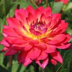 Dahlia, Ophalen of Verzenden, Voorjaar, Volle zon, Knol