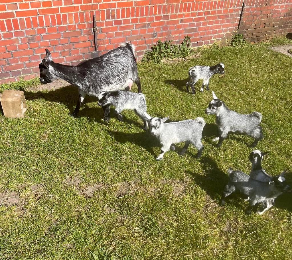 Dwerggeitjes, Dieren en Toebehoren, Vrouwelijk, Geit, 0 tot 2 jaar