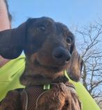 Teckels, Parvo, België, Particulier, Reu