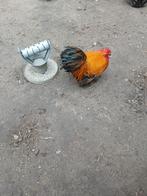 Cochin haan gratis, Dieren en Toebehoren