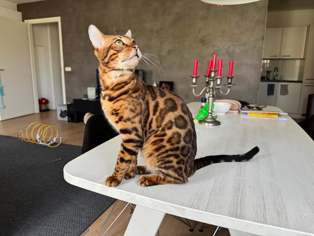 Bengaal kater met uitstekende bloedlijnen, Dieren en Toebehoren, 0 tot 2 jaar