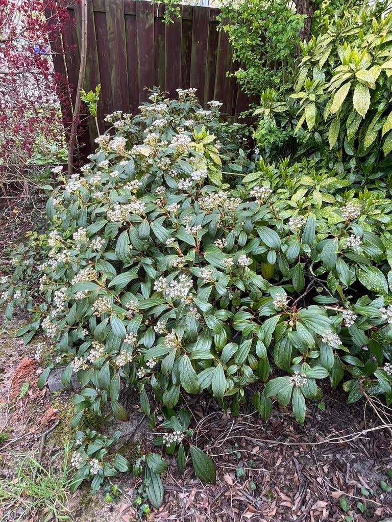 Viburnum davidii (sneeuwbal) struik, Ophalen, Overige soorten