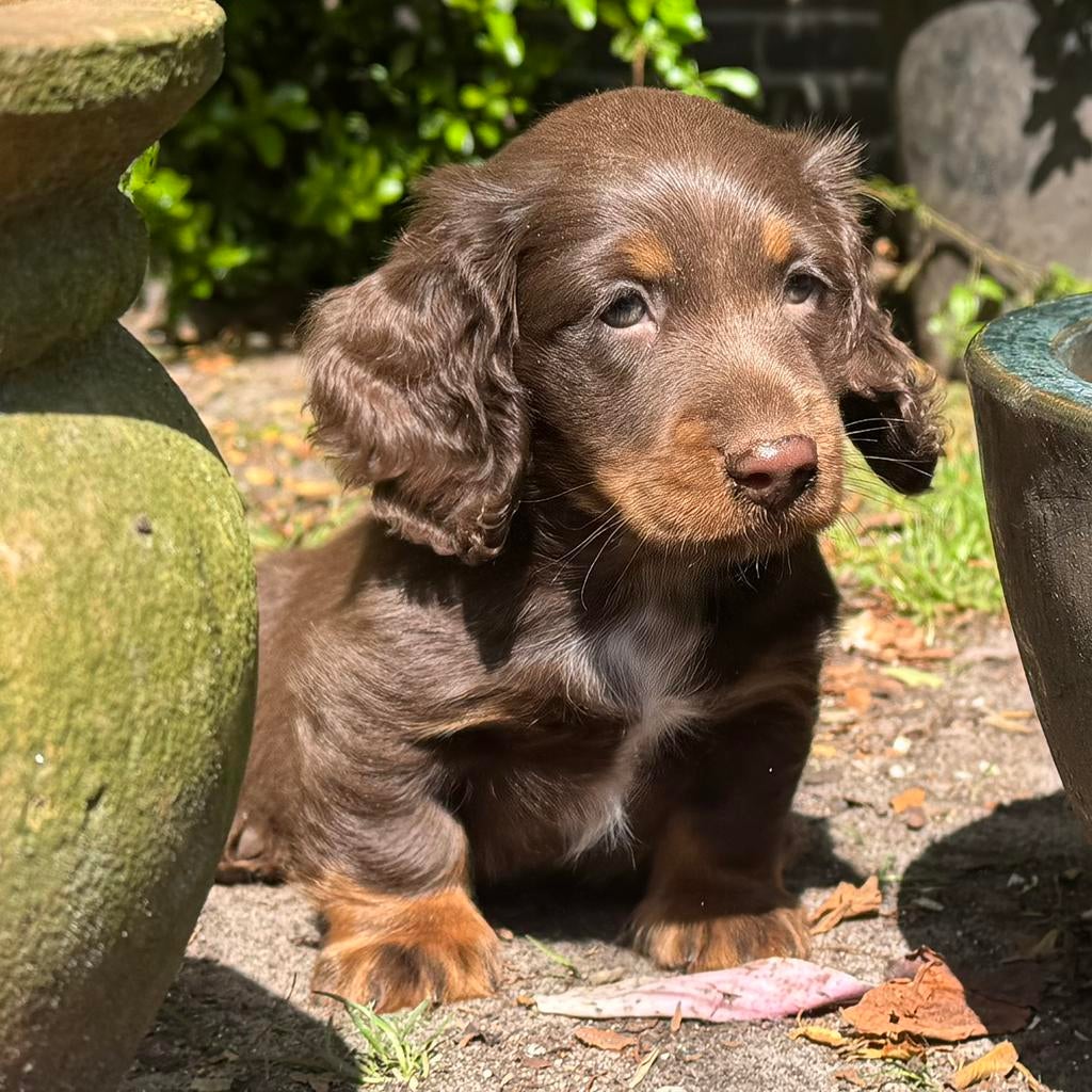 langhaar  teckel pup choco tan reu 1750€, Nederland, Parvo, 8 tot 15 weken, Dwerg
