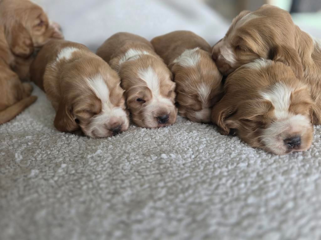 Prachtige Cocker Spaniel pups, Dieren en Toebehoren, 8 tot 15 weken, Parvo, Meerdere, Meerdere dieren