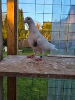 Jonge postduiven duiven koppeltje, Meerdere dieren, Postduif