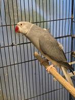 Halsband parkiet, Dieren en Toebehoren, Mannelijk, Parkiet, Geringd