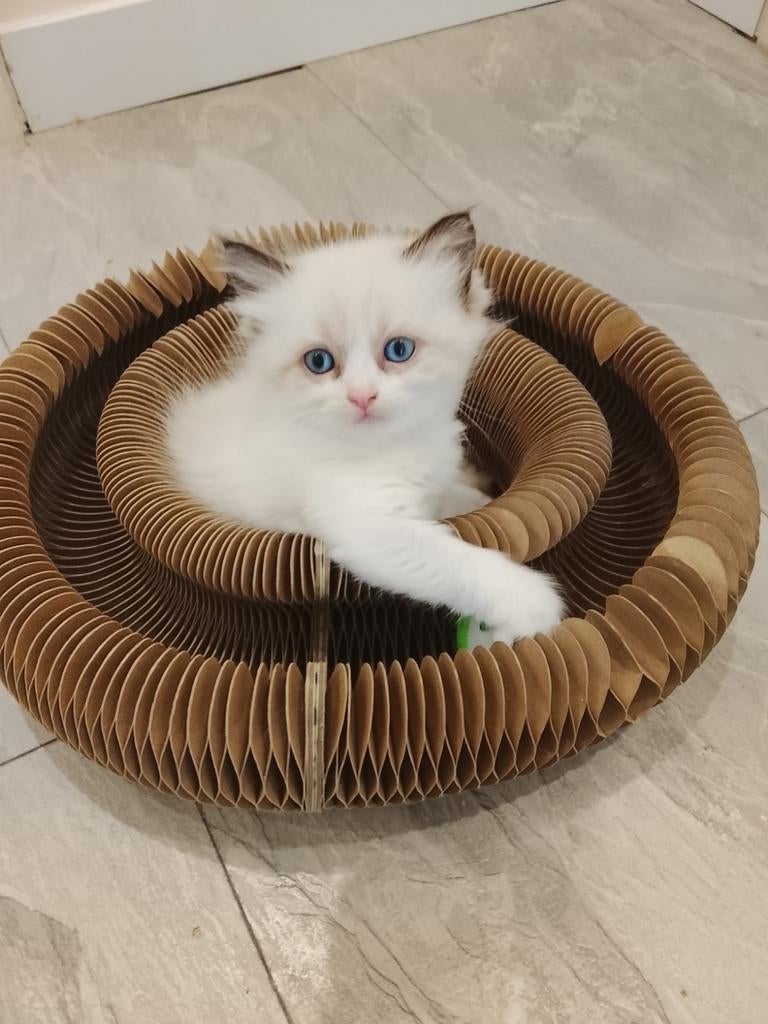 Zeer mooi en lief sociaal Ragdoll katertje, Kater, Ontwormd, 0 tot 2 jaar