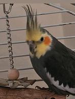 koppel valkparkieten tam, Dieren en Toebehoren, Meerdere dieren, Parkiet, Pratend