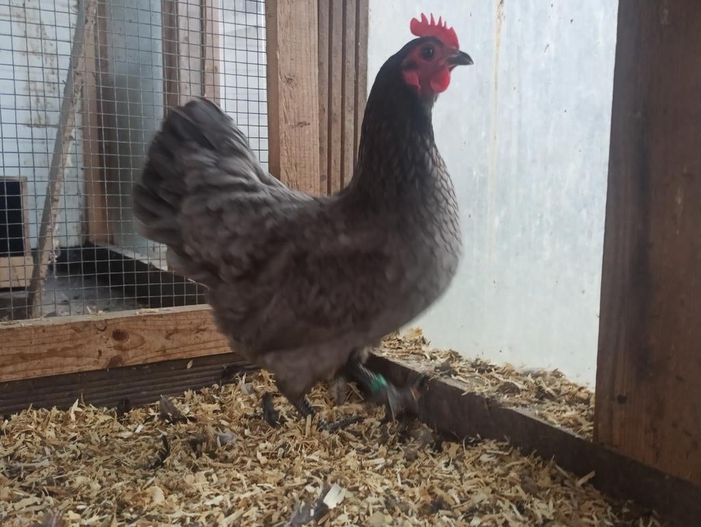 Australorp kriel 1+4 en broedeieren, Dieren en Toebehoren, Pluimvee, Meerdere dieren, Kip