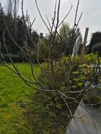 Mooie vijgenboom te koop, Ophalen, Vaste plant, Overige soorten, Volle zon