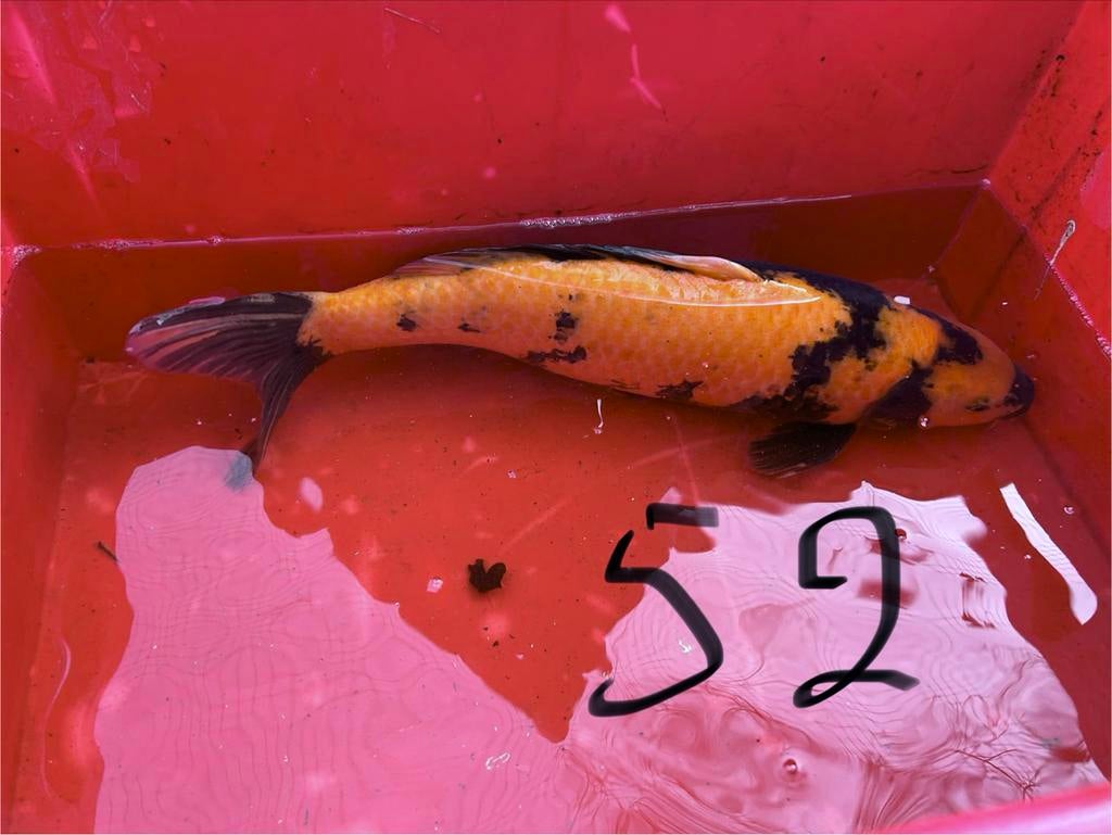 Ki utsuri koi karper 52 cm, Dieren en Toebehoren, Vissen | Vijvervissen, Karper of Koi