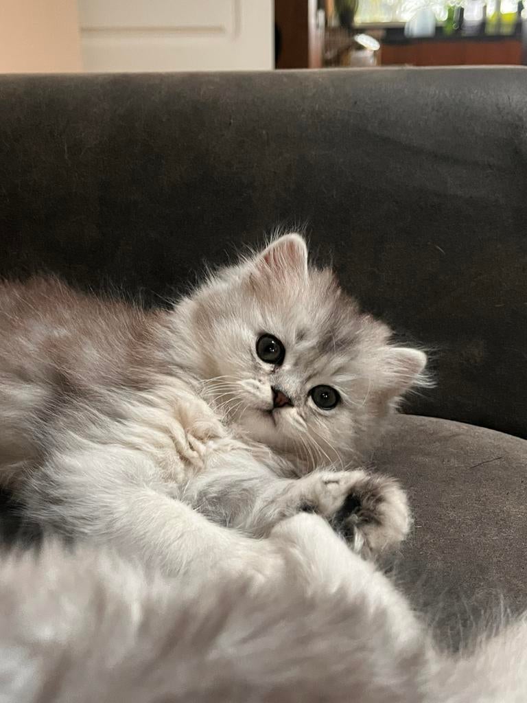 Brits britse langhaar kittens, Dieren en Toebehoren, Meerdere dieren, Ontwormd, 0 tot 2 jaar