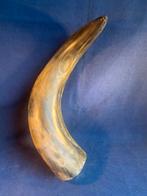 Grote buffelhoorn, Ophalen, Zo goed als nieuw