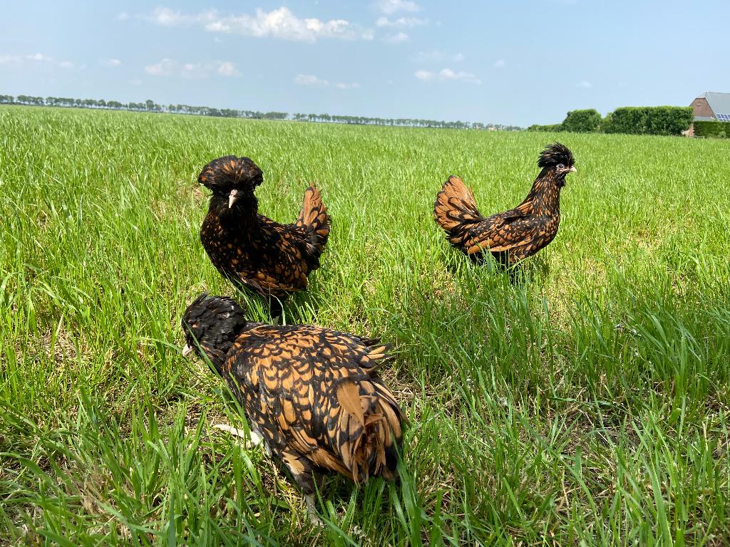Jonge tamme Padua kriel kippen gesekst en ingeënt, Dieren en Toebehoren, Pluimvee, Vrouwelijk, Kip
