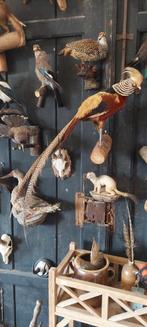 Opgezette dieren vogels fazant, Ophalen of Verzenden, Zo goed als nieuw