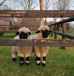 schapen, Dieren en Toebehoren, Schapen, Geiten en Varkens, Mannelijk, Schaap, 0 tot 2 jaar