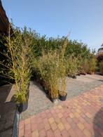 Bamboe Fargesia robusta 'Campbell, Ophalen, Bloeit niet, Overige soorten, Halfschaduw