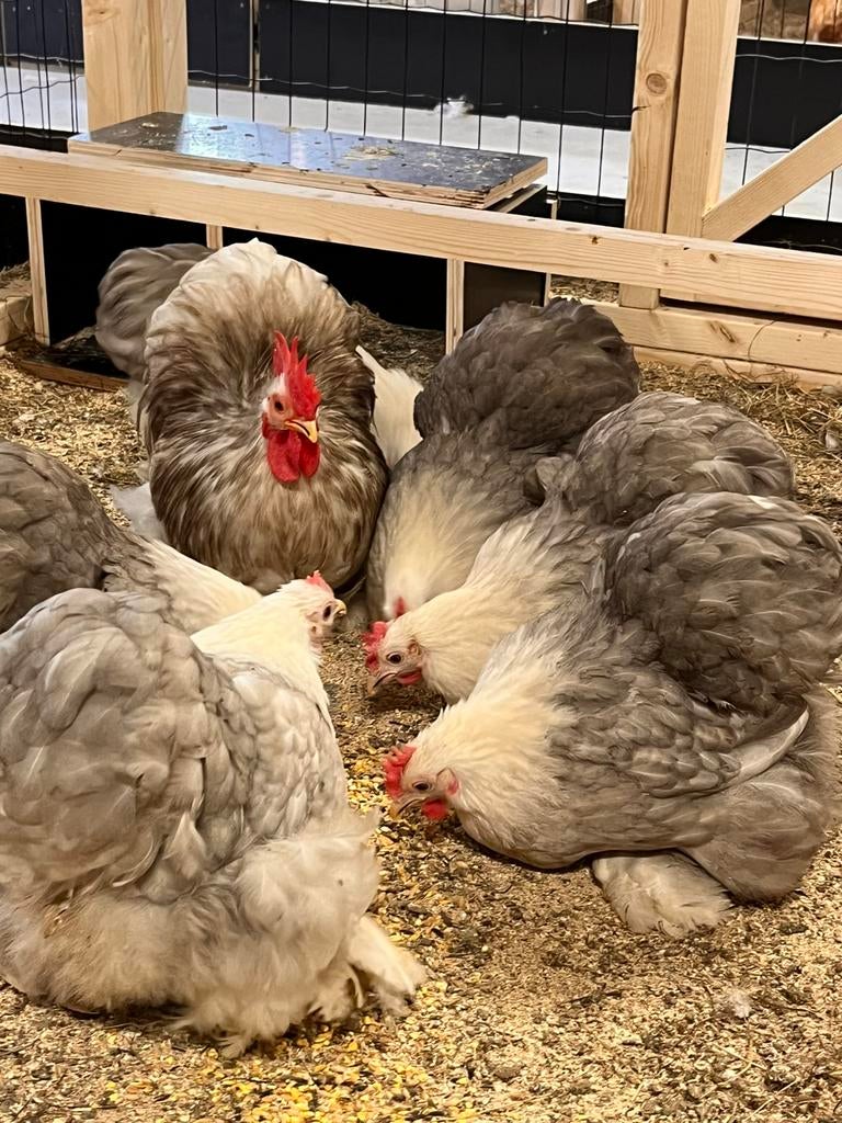 Cochin kriel broedeieren op kleur, Dieren en Toebehoren, Pluimvee, Kip, Geslacht onbekend