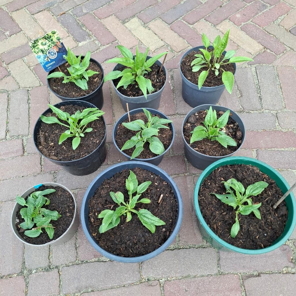 zonnehoed green jewel, Ophalen, Overige soorten, Volle zon