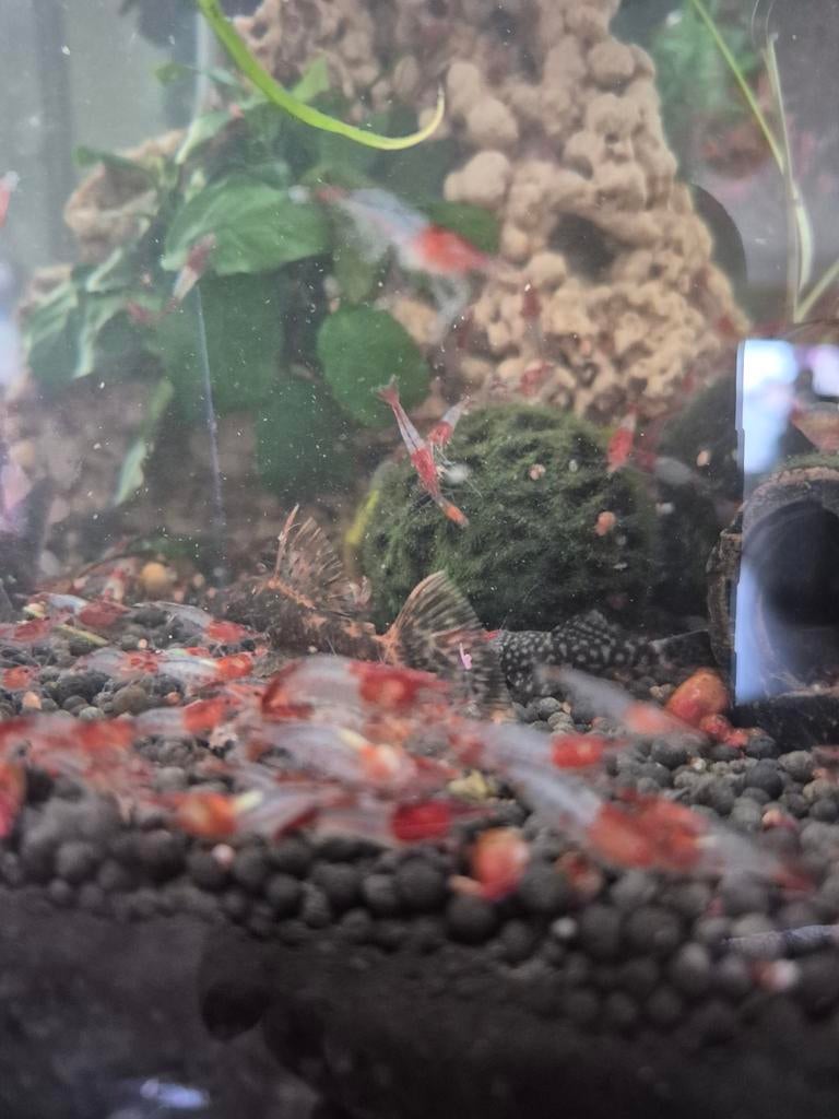 Red rilli garnalen, Dieren en Toebehoren, Kreeft, Krab of Garnaal