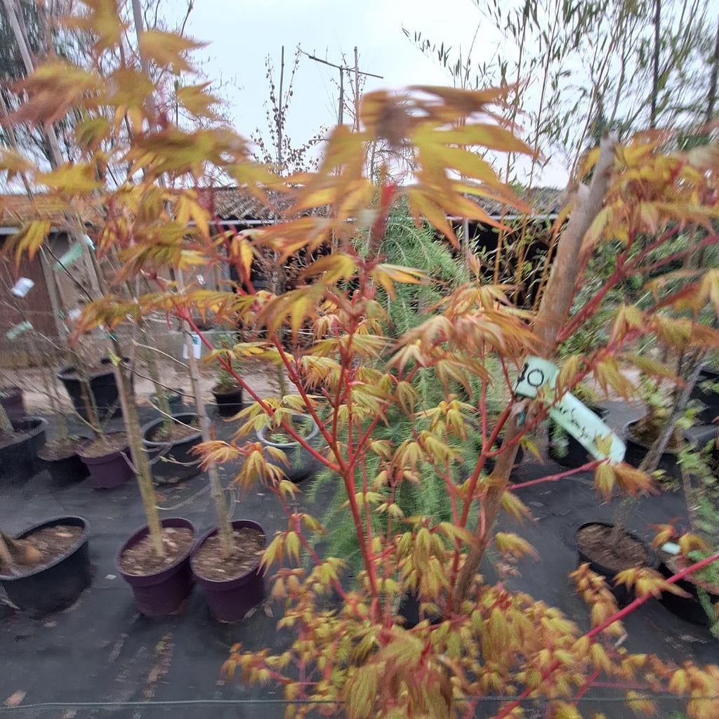 Japanse Esdoorn (Acer palmatum) - Diverse soorten en maten, Tuin en Terras, Planten | Tuinplanten, Ophalen, Bloeit niet, Overige soorten