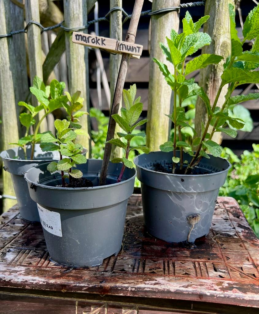 MAROKKAANSE MUNT uit Biologische tuin Vaste plant, Ophalen, Volle zon, Vaste plant, Kruiden