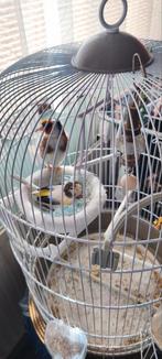 Verkoop, Dieren en Toebehoren, Vogels | Hokken en Kooien, Ophalen of Verzenden, Zo goed als nieuw, Aluminium, Vogelkooi