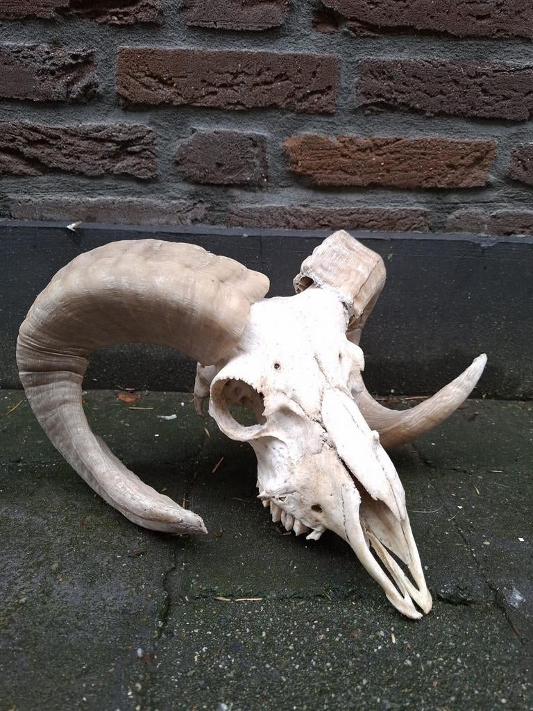 Schedel ram taxidermy opgezette bok jacht gewei hert curiosa, Ophalen, Boerderijdier, Schedel