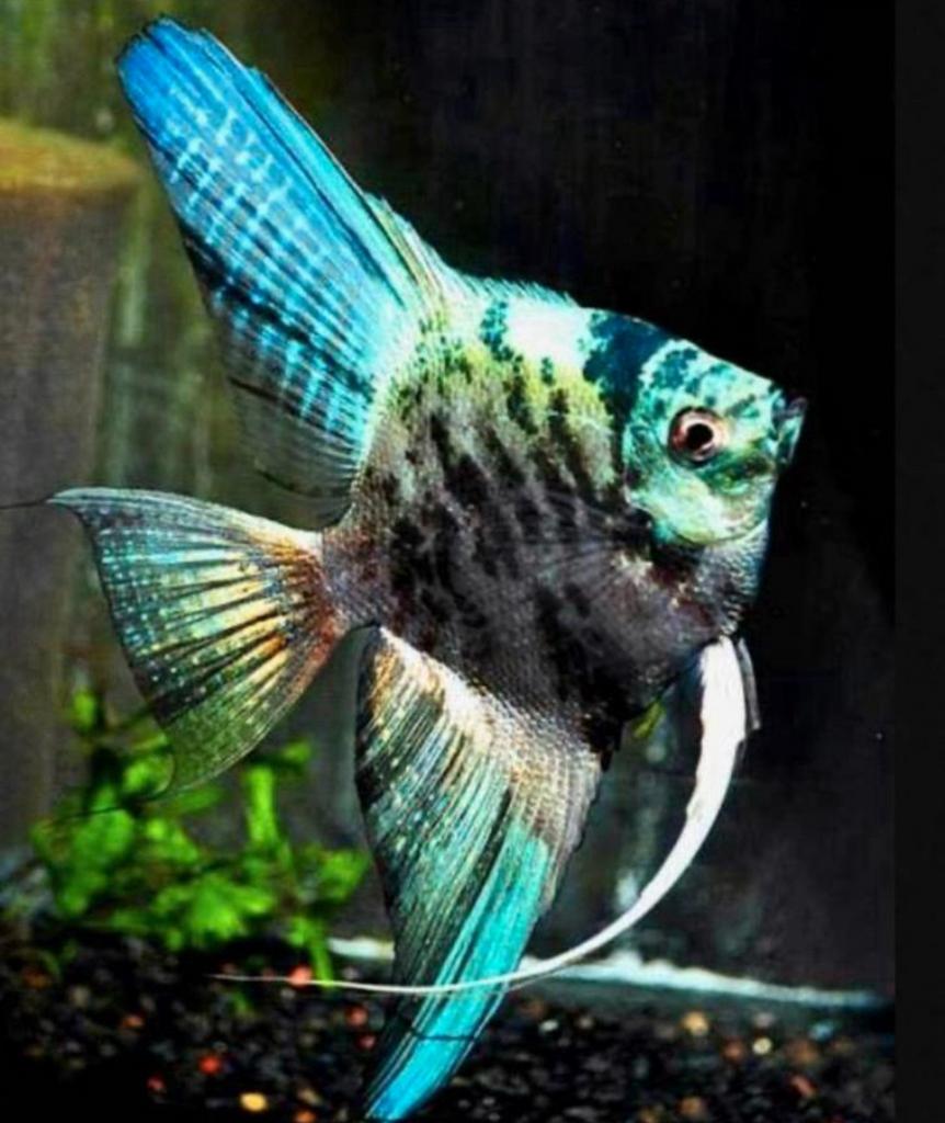 Nieuw! Maanvissen marmer electric Blue, Dieren en Toebehoren, Vis, Zoetwatervis, Schoolvis