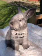 Duitse reus Sallander ram, Mannelijk, Groot