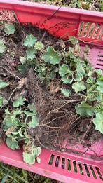 Alchemilla mollis vrouwenmantel, Ophalen