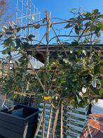 5 Photinia groenblijvende leibomen stam 130 cm, Ophalen of Verzenden, Halfschaduw, Leiboom, 100 tot 250 cm