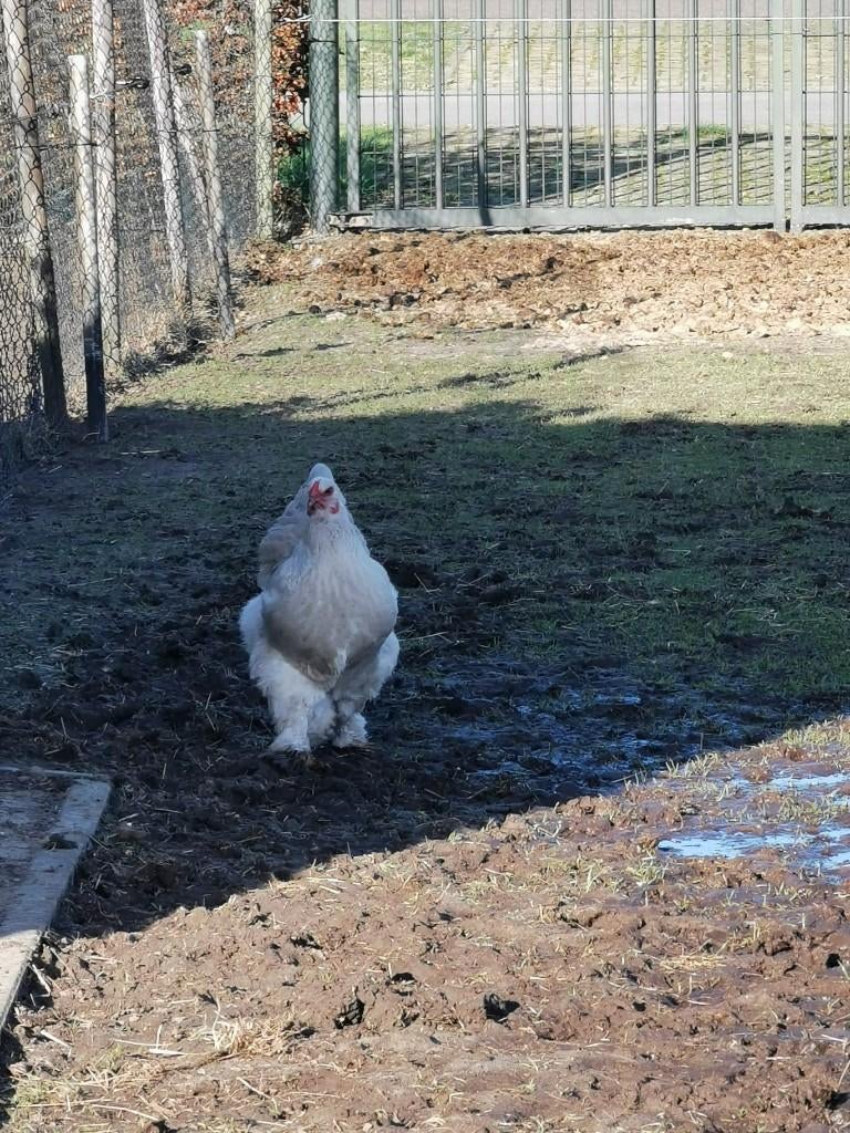 Broedeieren Brahma Isabel, Geslacht onbekend, Kip