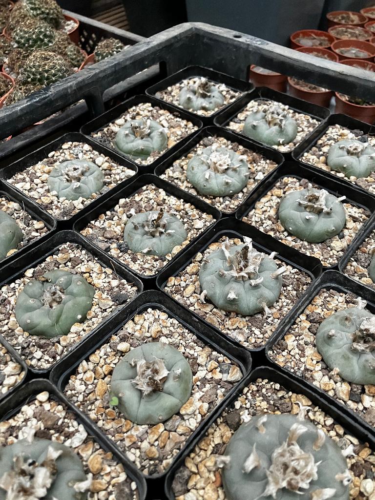 Lophophora williamsii, met vette wortel., Huis en Inrichting, Ophalen of Verzenden, Halfschaduw, Minder dan 100 cm