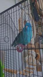 Catharina parkiet, Vrouwelijk, Parkiet, Geringd