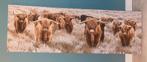 Canvas schotse hooglanders 50x150 alleen afhalen, Ophalen, 50 tot 75 cm, 125 cm of meer, Zo goed als nieuw