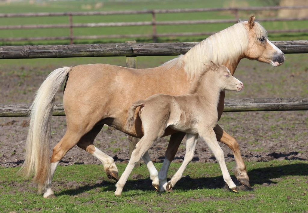 Topkwaliteit palomino Welsh sectie A merrie, Merrie, Met stamboom, B pony (1.17m tot 1.27m), Onbeleerd