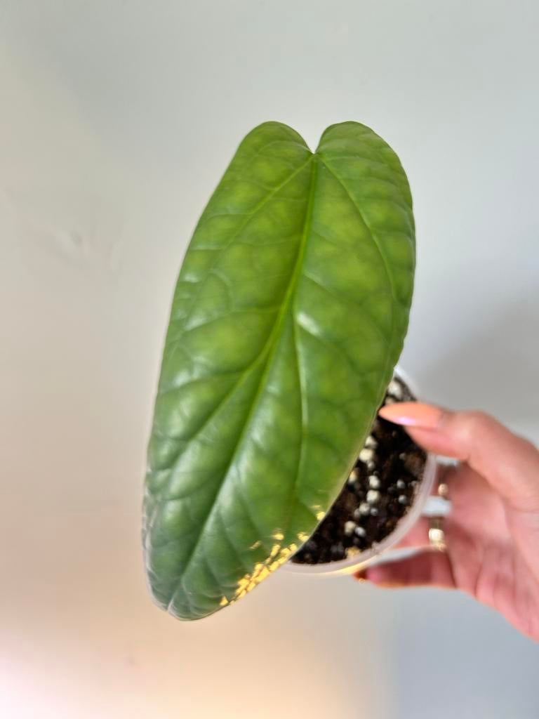 Amydrium medium Silver stek - Zeldzame kamerplant, Huis en Inrichting, Kamerplanten, Ophalen of Verzenden, Halfschaduw, Minder dan 100 cm